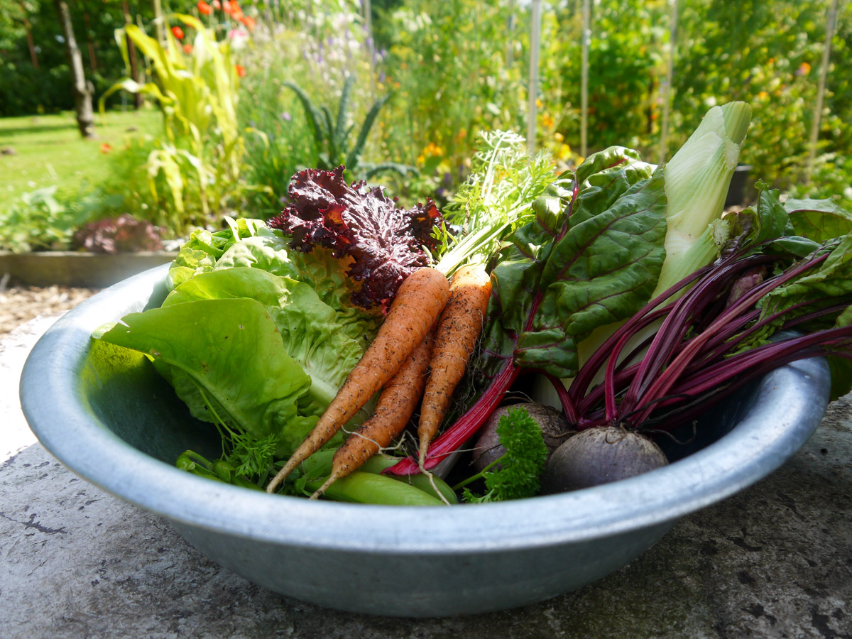 Versgeplukt lekkers uit de Makkelijke Moestuin