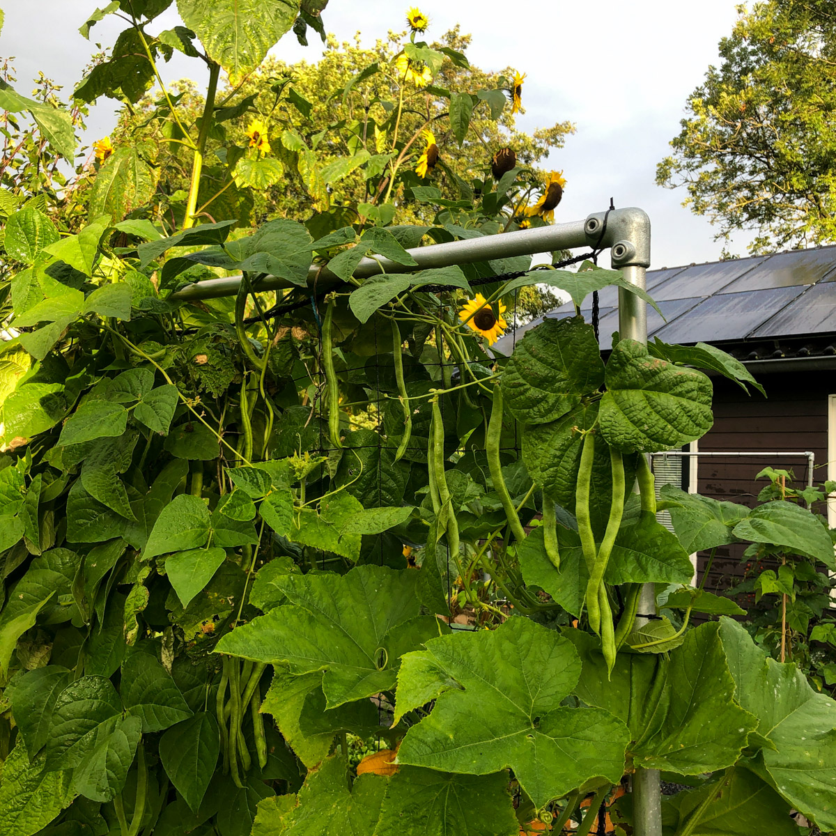 Tall bacon bean plants climbing a trellis
