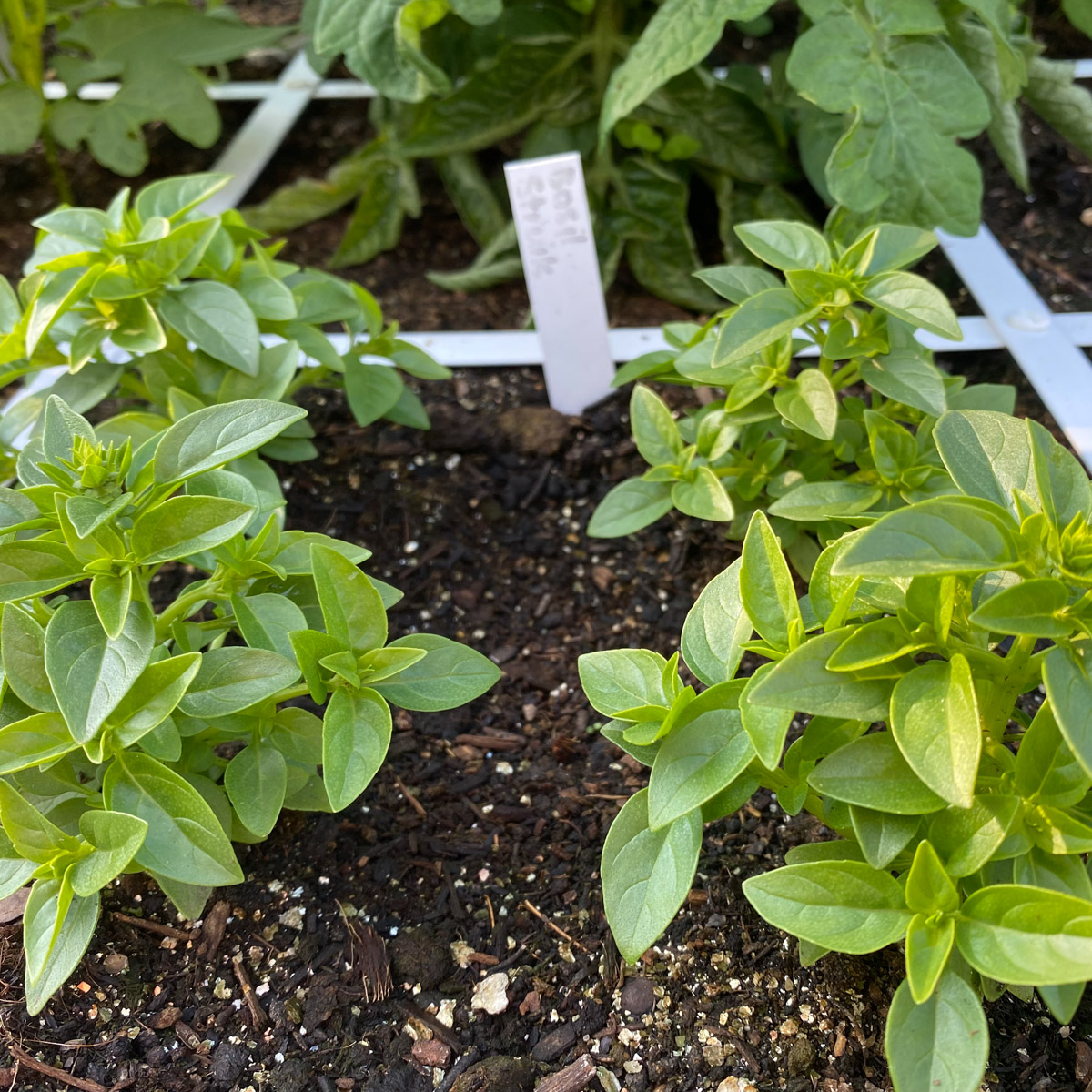 In one Planty Gardening patch fit 4 bush basil plants