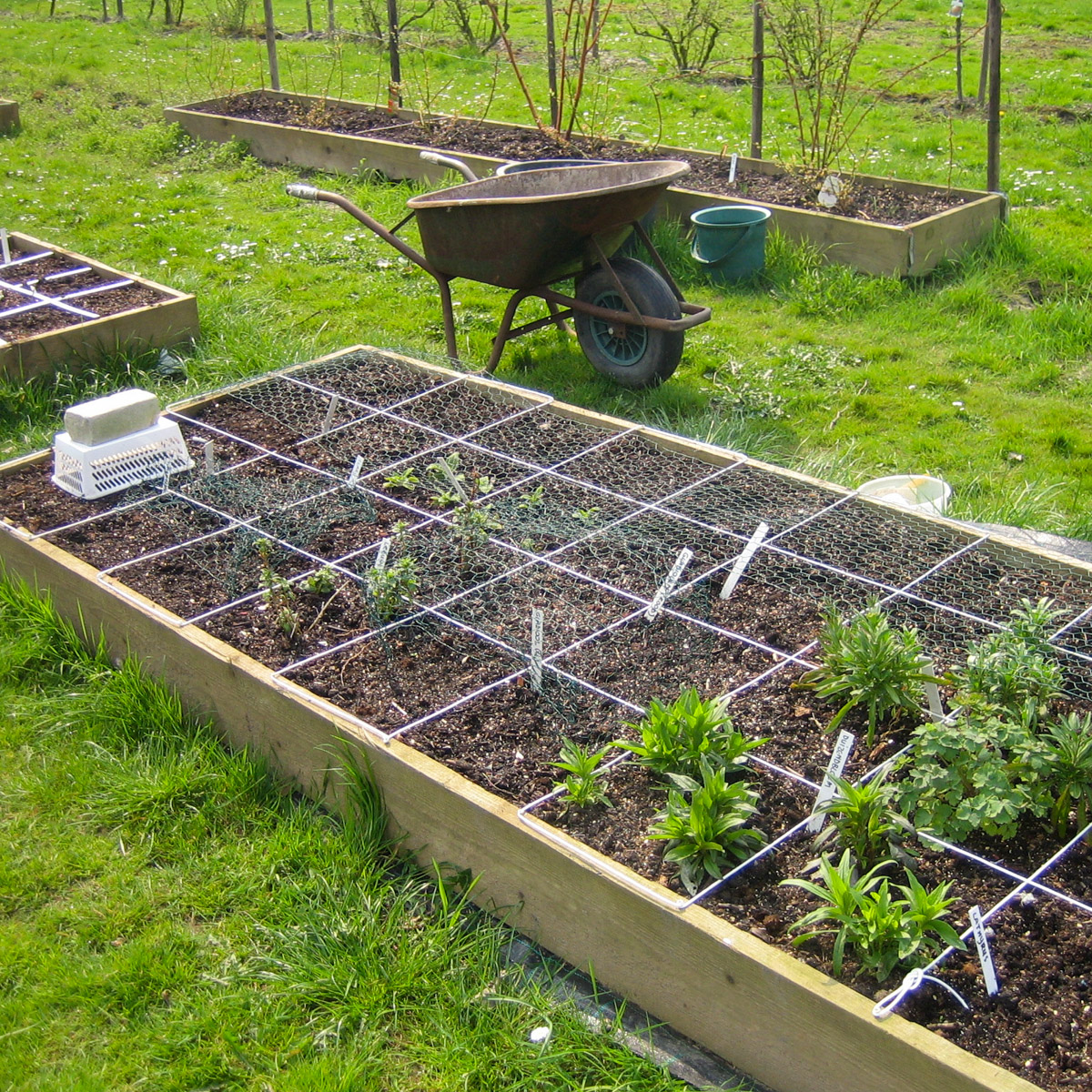 My mum's raised beds