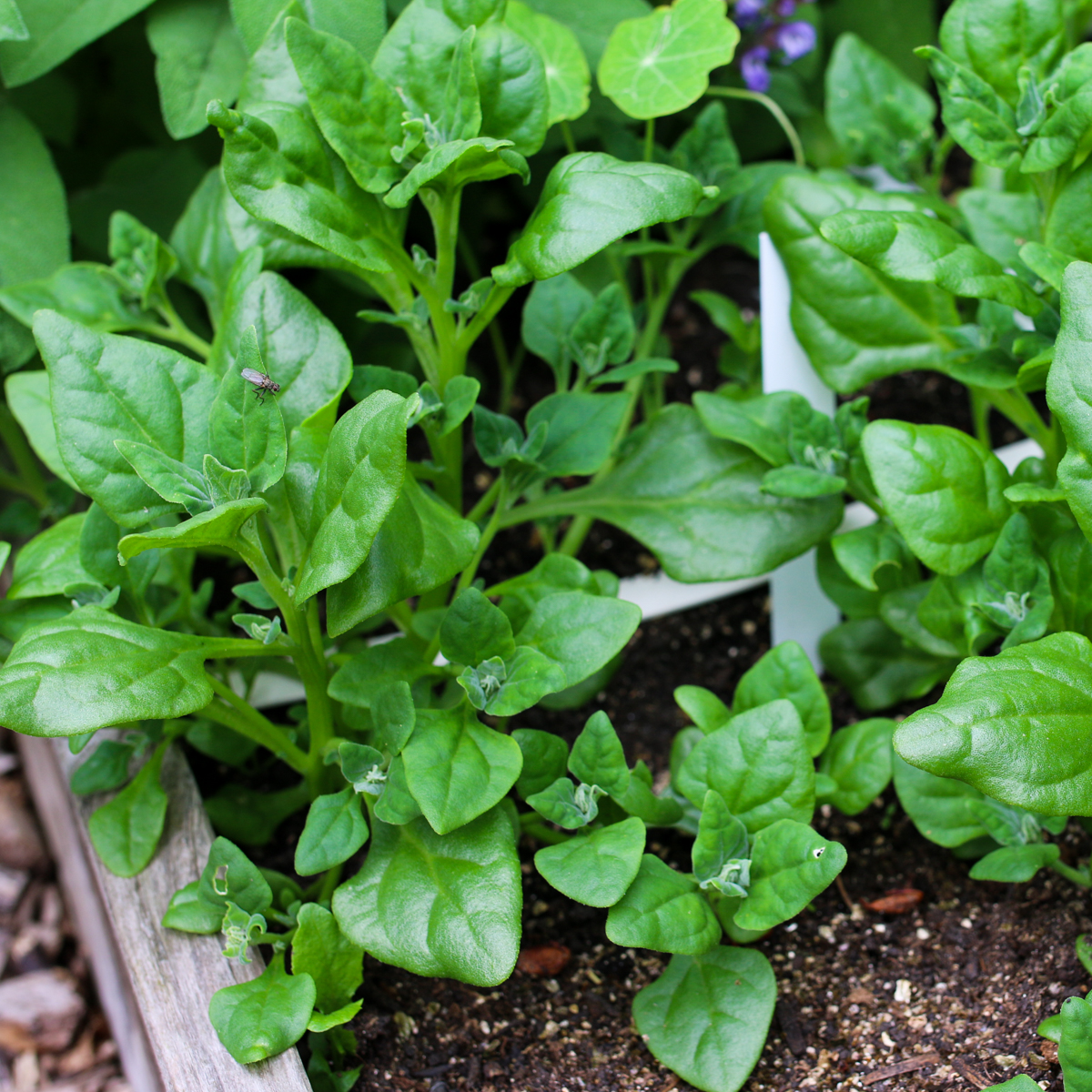 New Zealand spinach: a great summer alternative to ordinary spinach