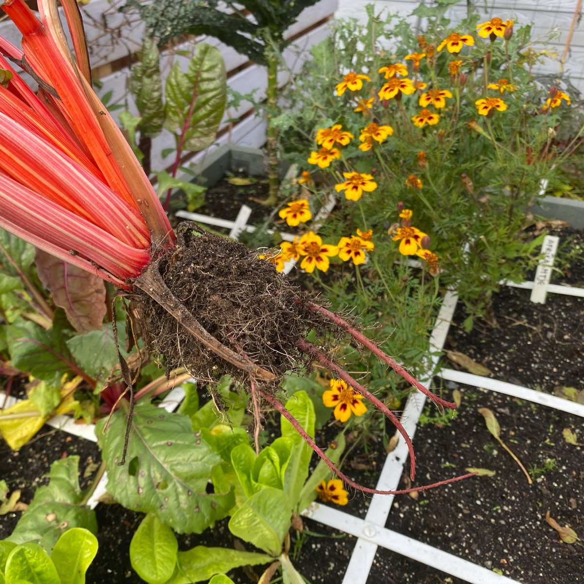 In Makkelijke Moestuinmix maken planten kleine wortelkluiten. Ze zijn dus makkelijk te verwijderen