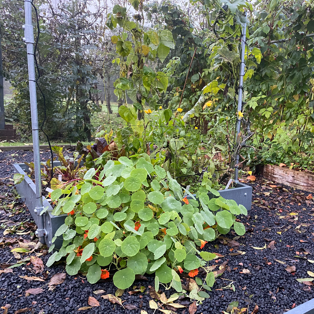 MM-Hero garden box in the fall Planty Garden