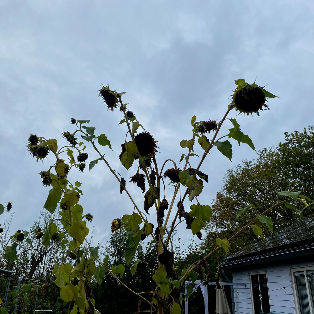 Uitgebloeide zonnebloemen