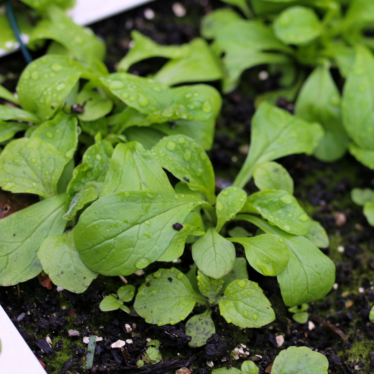 Veldsla in de Makkelijke Moestuin eind november