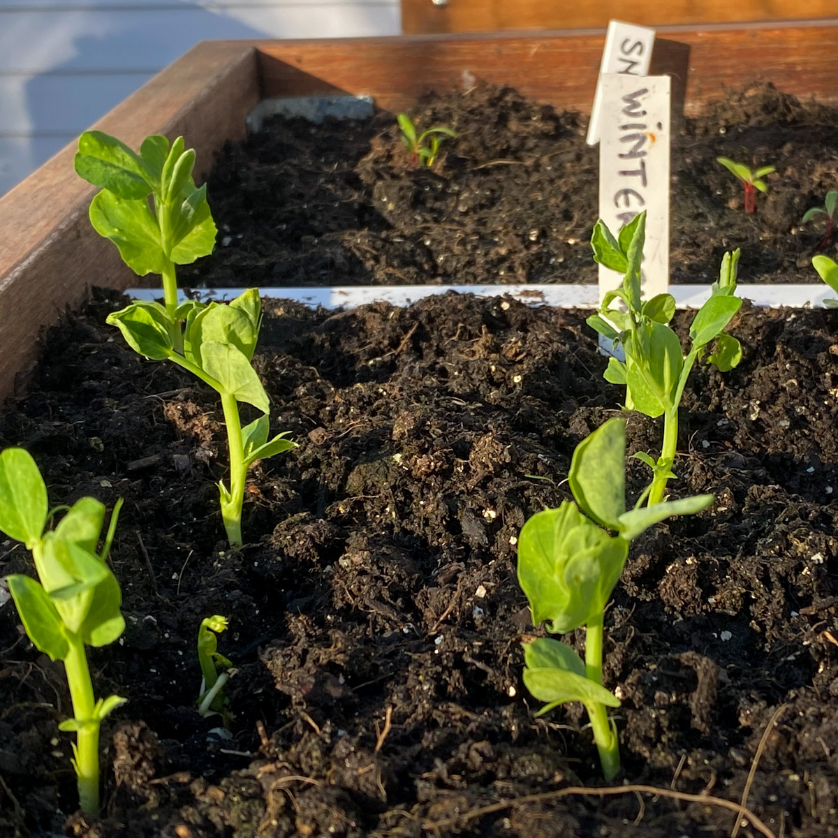Wintererwt in de Makkelijke Moestuin eind november