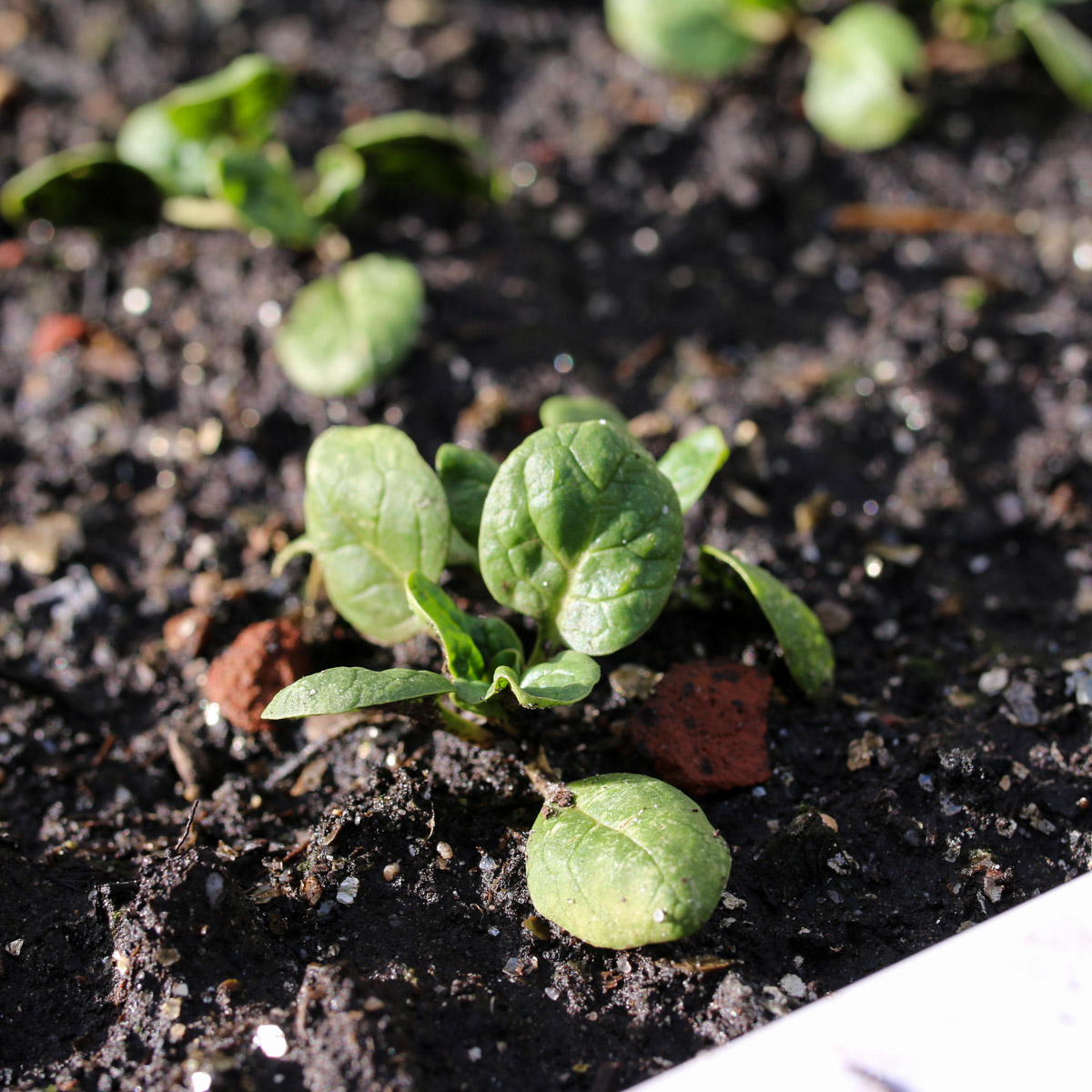 Kleine spinazieplantjes in de Makkelijke Moestuin eind november