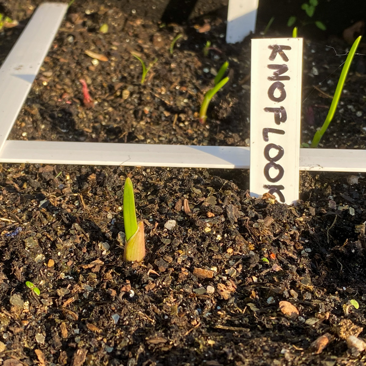 Net gepote knoflook en winteruien in de Makkelijke Moestuin begin november