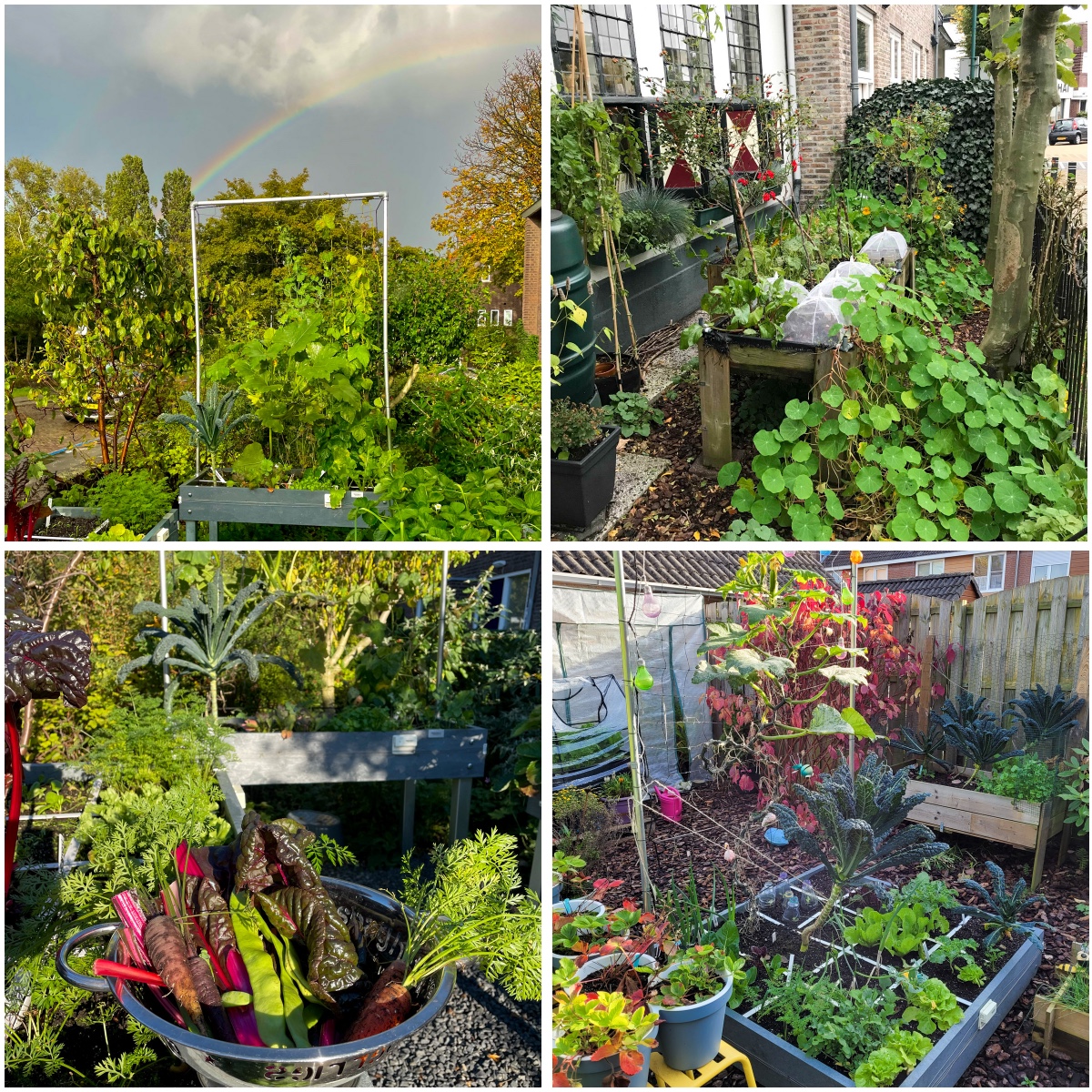 Foto's van moestuinen in de herfst op de community van de Makkelijke Moestuin