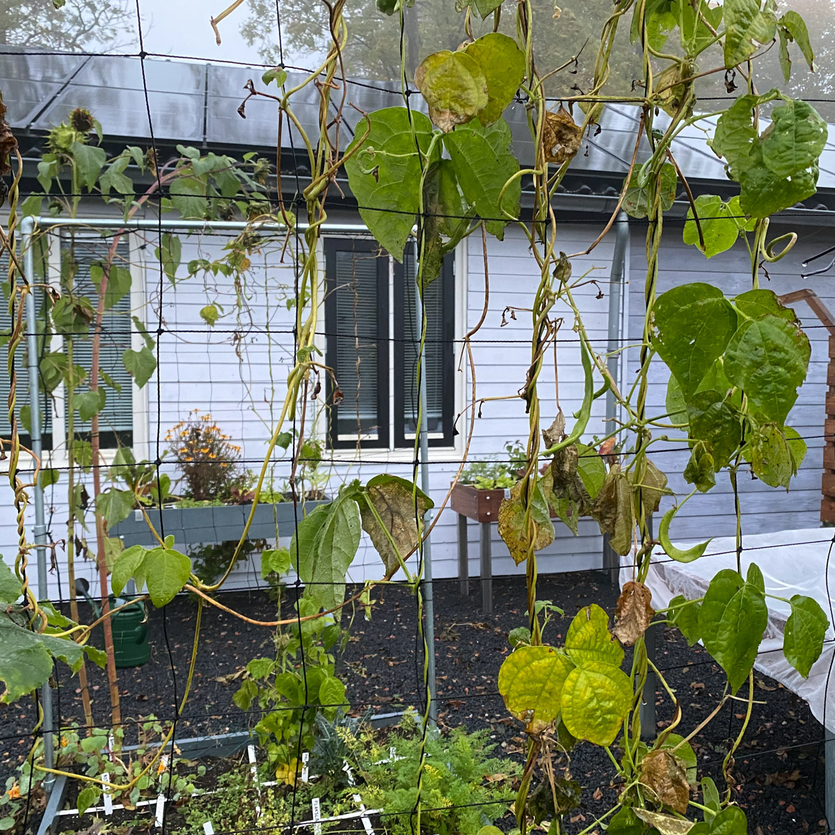 Komen er geen nieuwe bonen meer? Haar dan de planten uit de mix en ook de resten uit het klimrek.