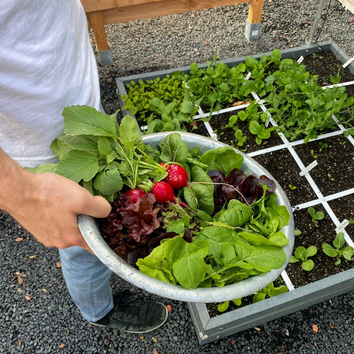 Just go into the garden to pick a salad for lunch