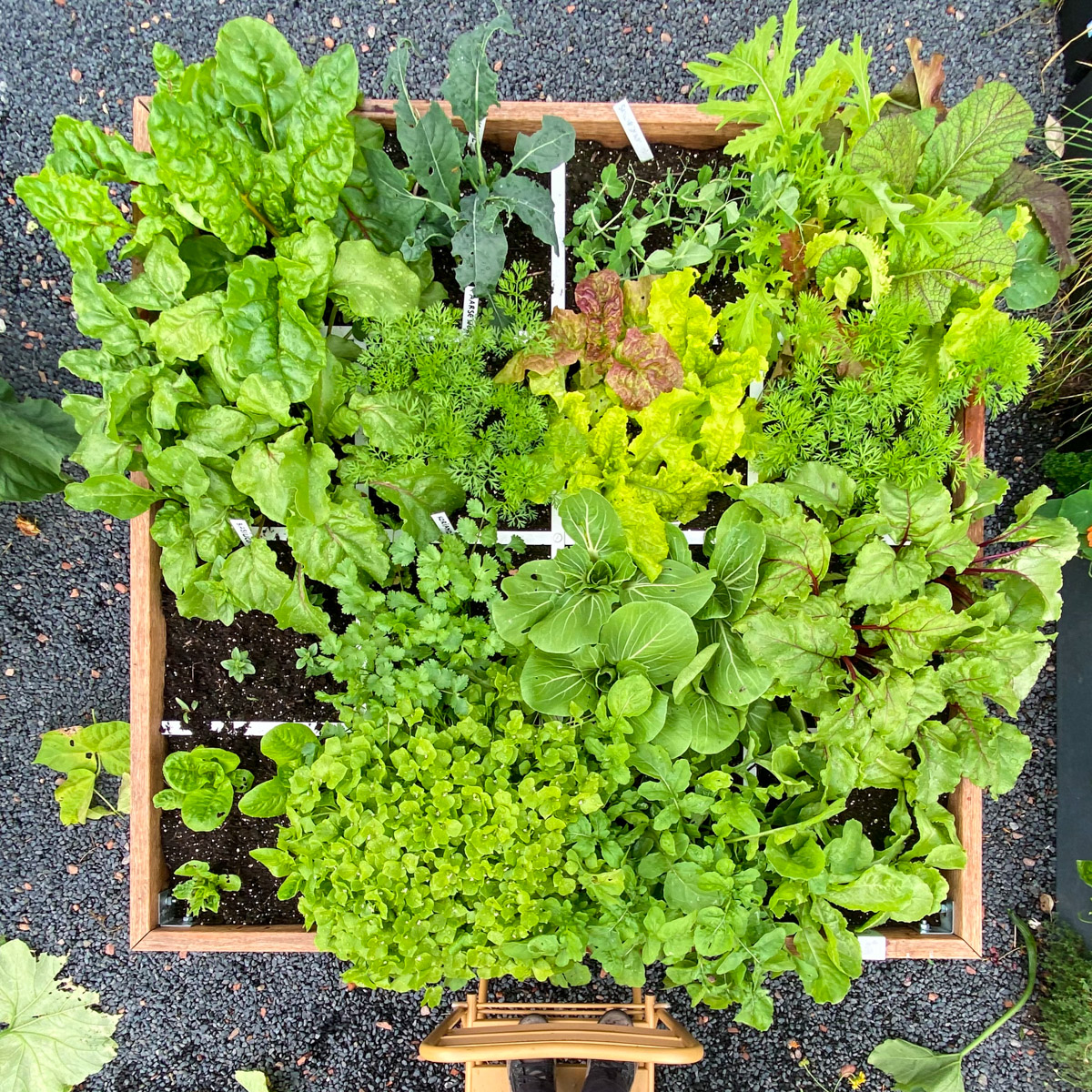 Lots of harvest from a single Planty Garden box.