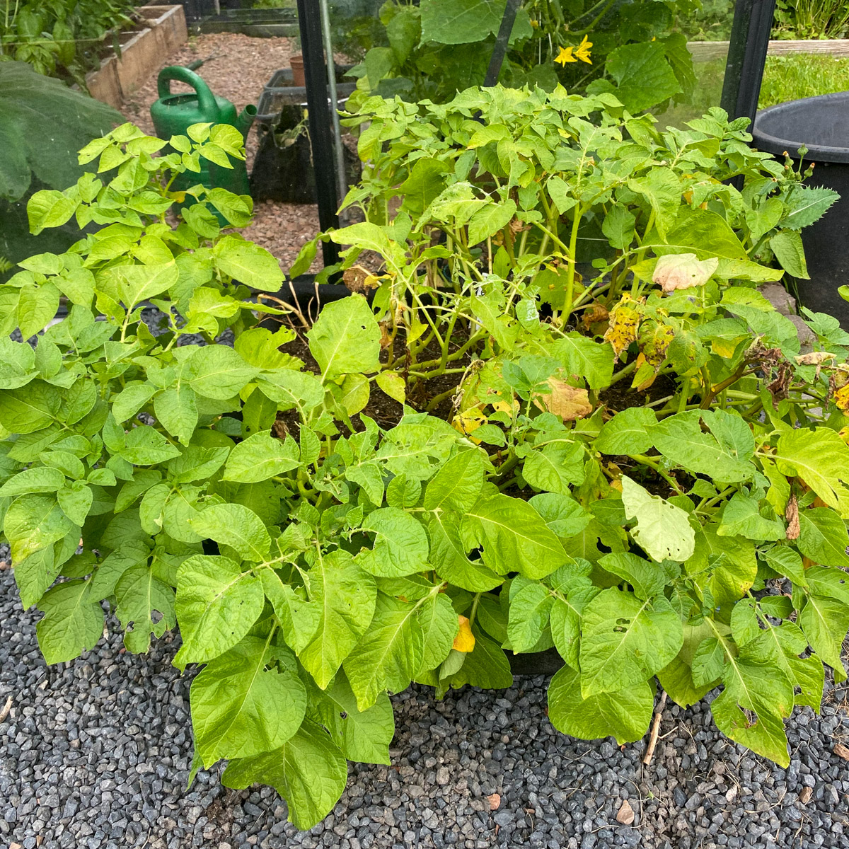 The potato plants are already turning a little yellow