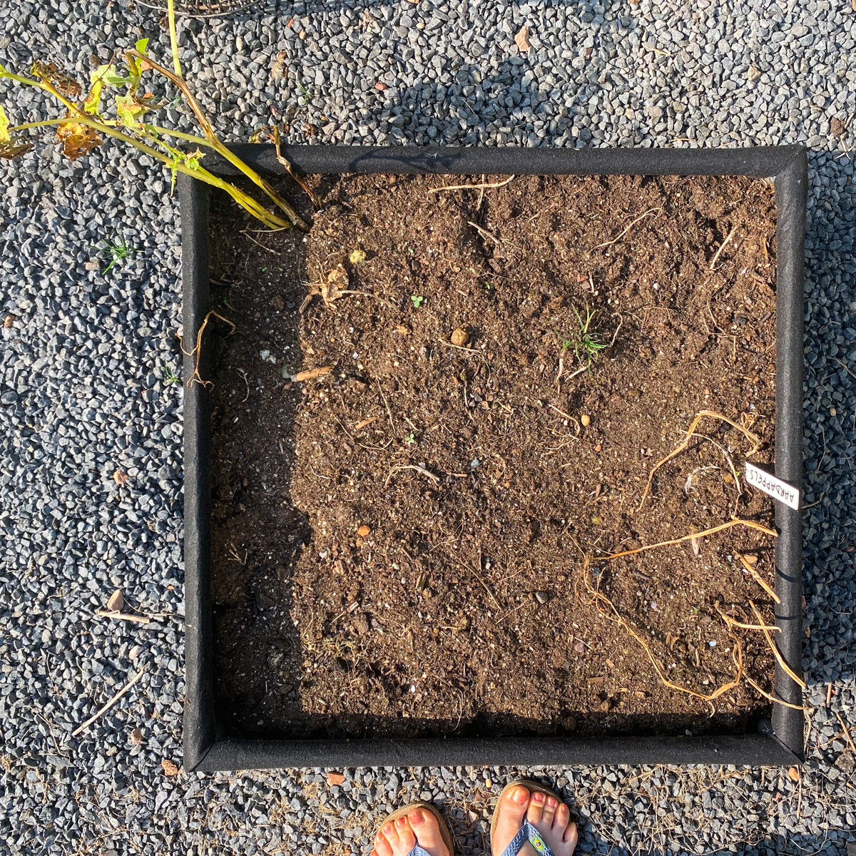 In early August, the potato plants died