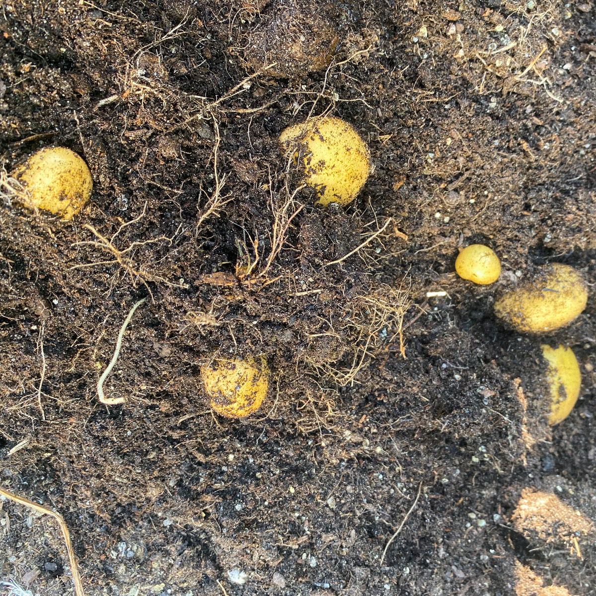 Harvesting potatoes in the MM-Mix