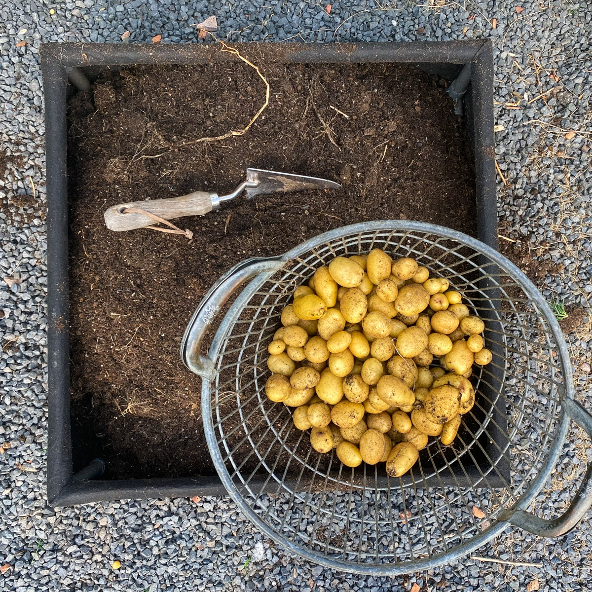Almost 3 kilos of potatoes from 4 patches: less than expected but not bad at all given the weather this year