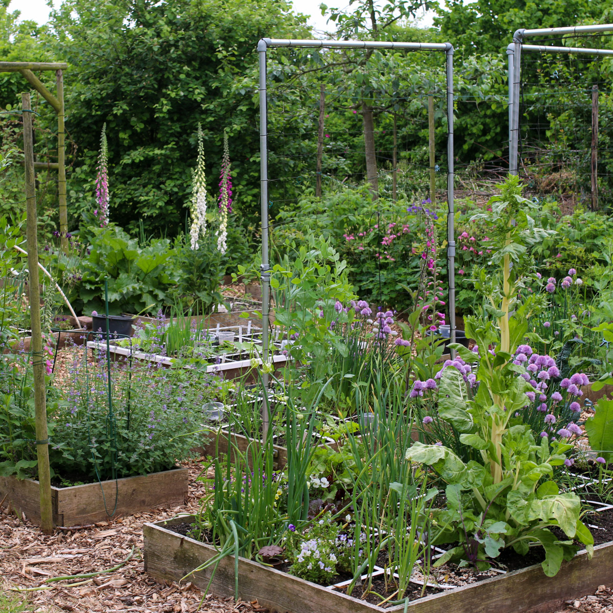 Bieslookplanten in verschillende bakken
