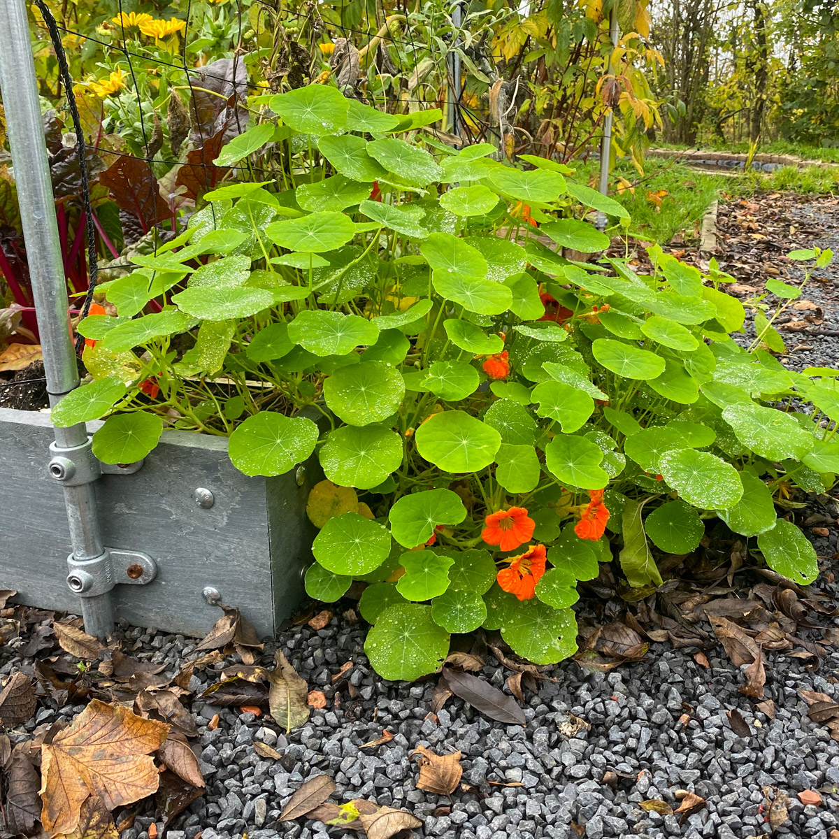 Oost-Indische kers bloeit in de herfst weer helemaal op.