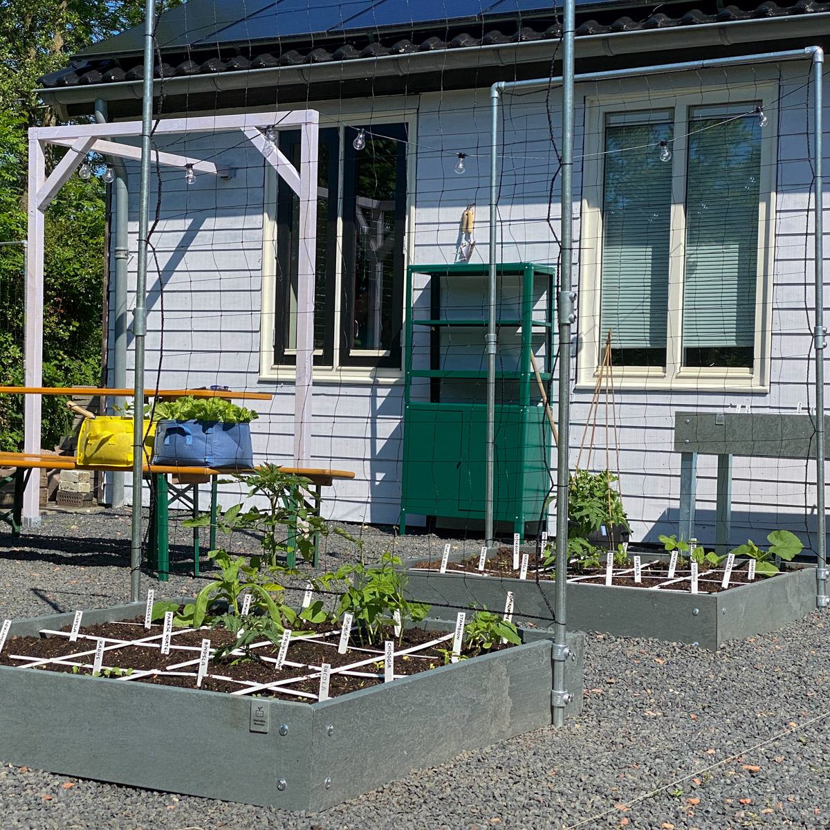 Begin juni komen zaadjes snel op en groeien planten snel