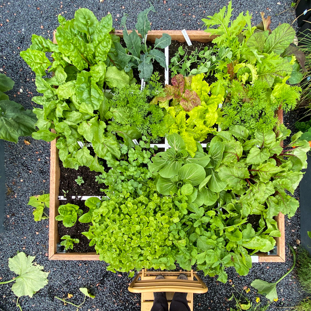 Precies een maand na het inzaaien van de Makkelijke Moestuin tafelbak