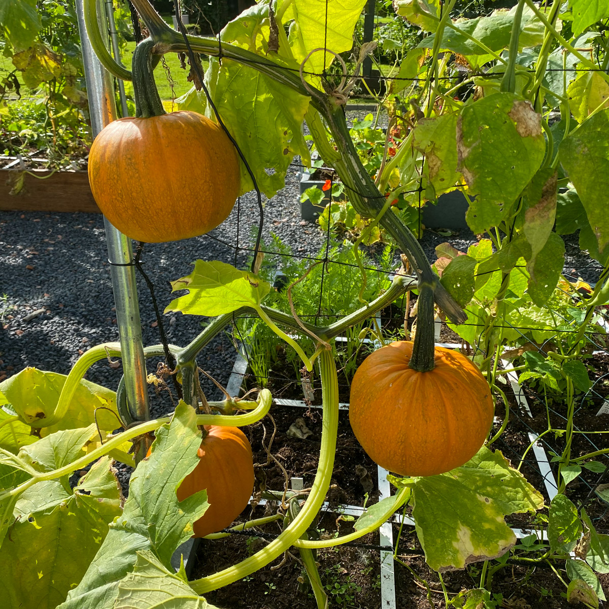 Baby-pompoenen begin september: nog even en we kunnen ze oogsten