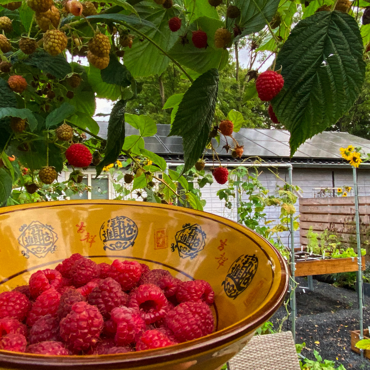 Een paar frambozenstruiken leveren in Makkelijke Moestuinbakken heel veel op