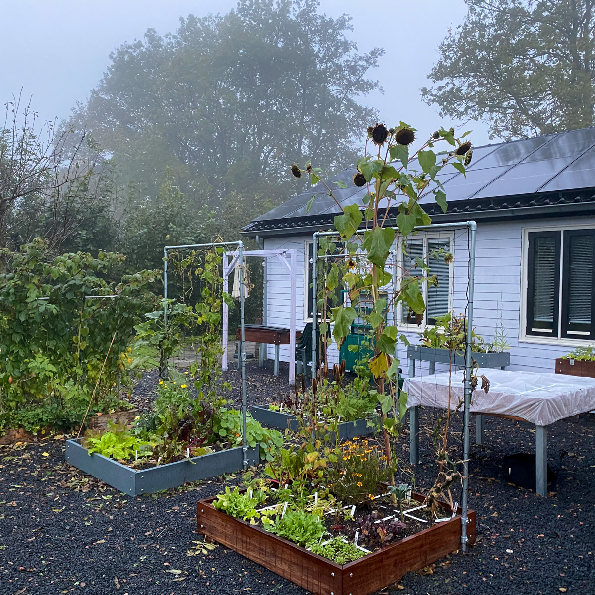 Half november kun je nog steeds ruim oogsten uit je Makkelijke Moestuin