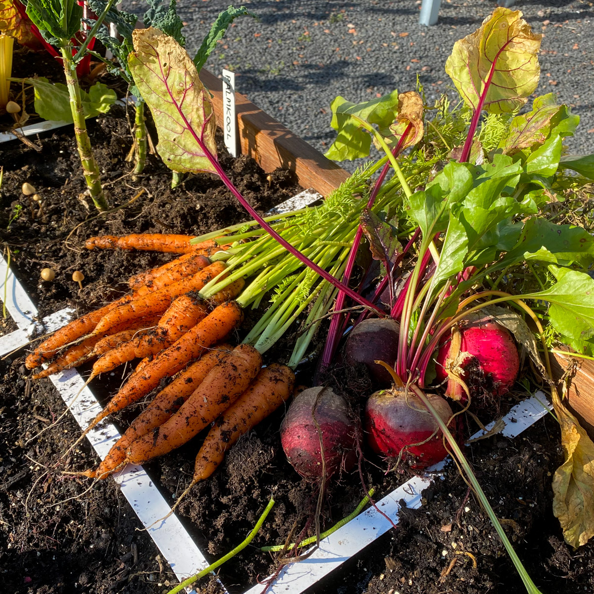 De laatste bietjes en wortels uit de Makkelijke Moestuin bamboe tafelbak