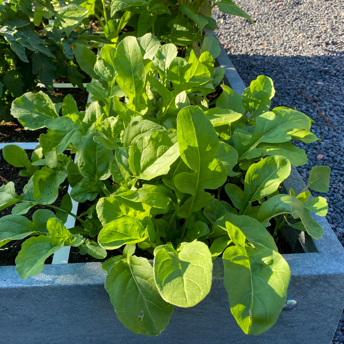 Rucola in de Makkelijke Moestuin