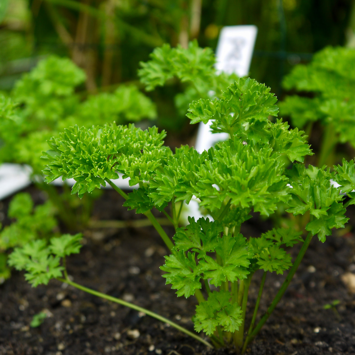Vier peterselieplantjes in een vak