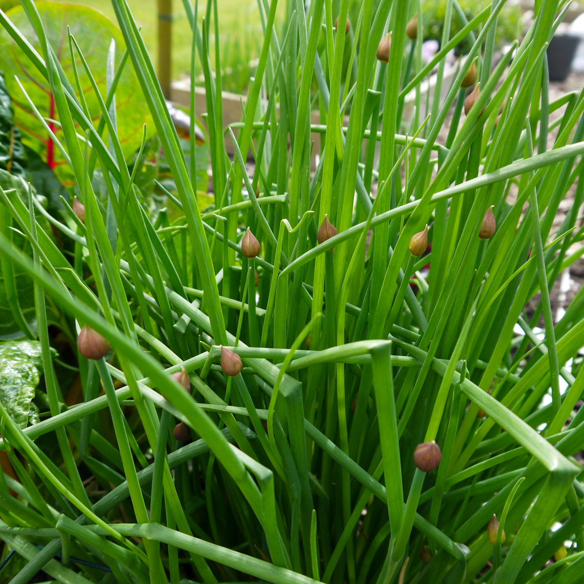 Van bieslook heb je maar één plant nodig voor de rest van je tuin-carrière