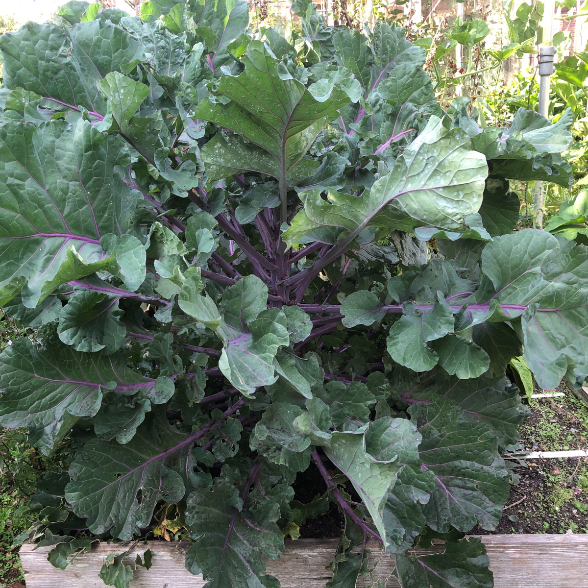 Broccoliplant neemt een heel seizoen de hele moestuinbak in beslag