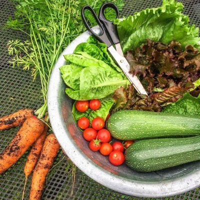 Choosing vegetable seeds