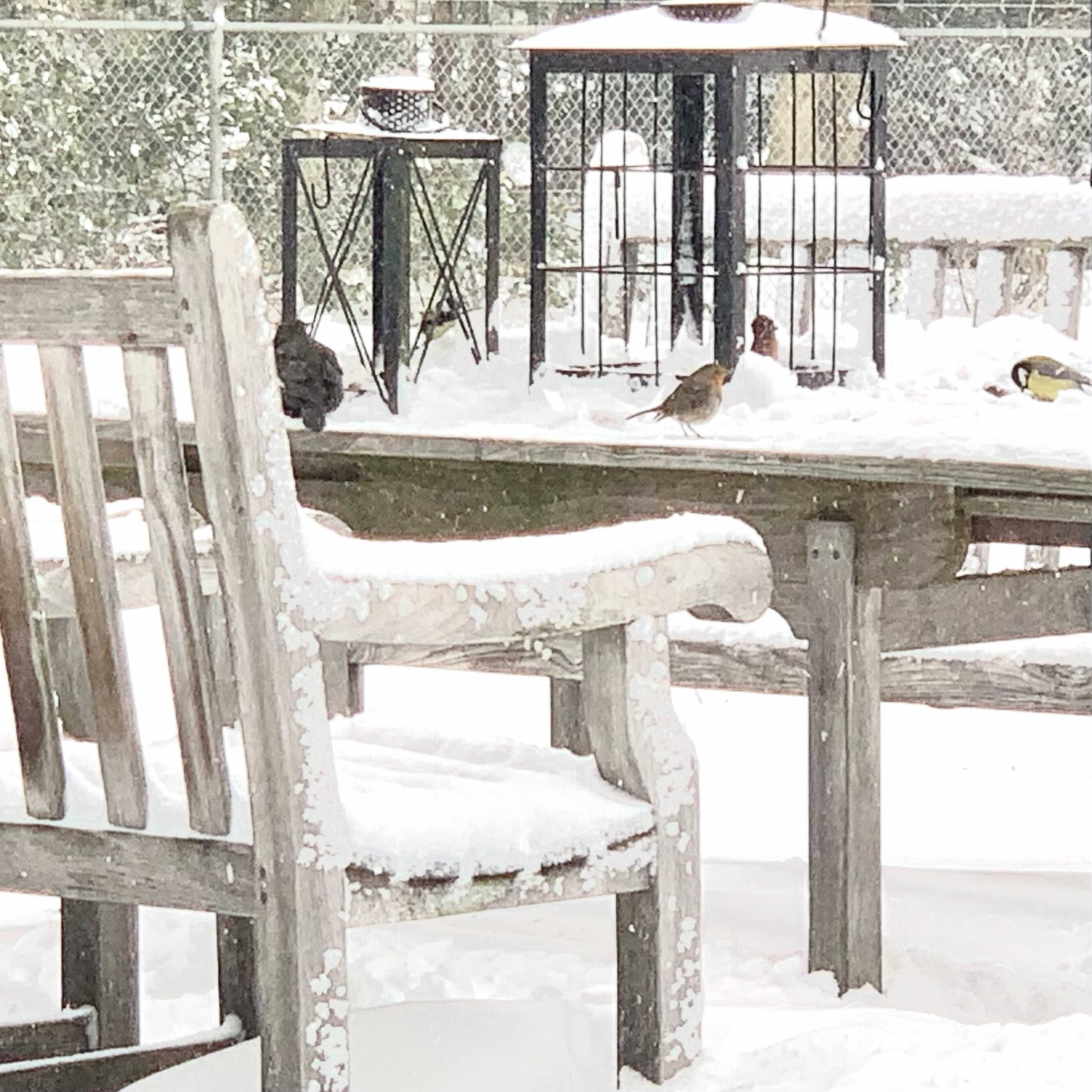 Heavy snow? The birds could use some help