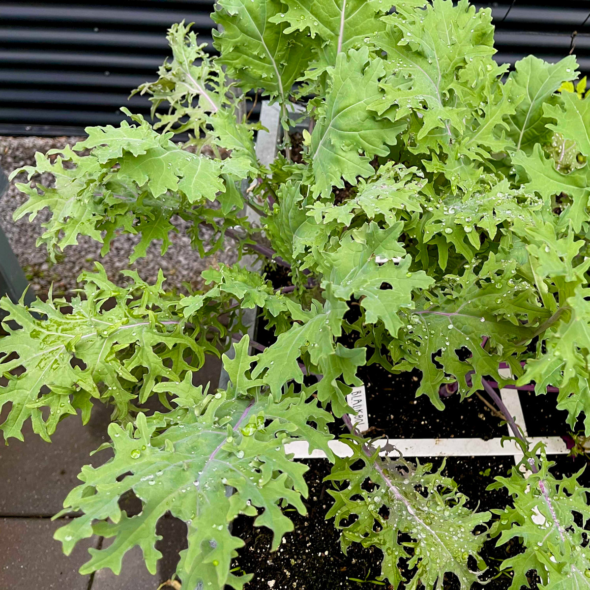 Red Russian kale won't make it into the Planty Garden in 2022.