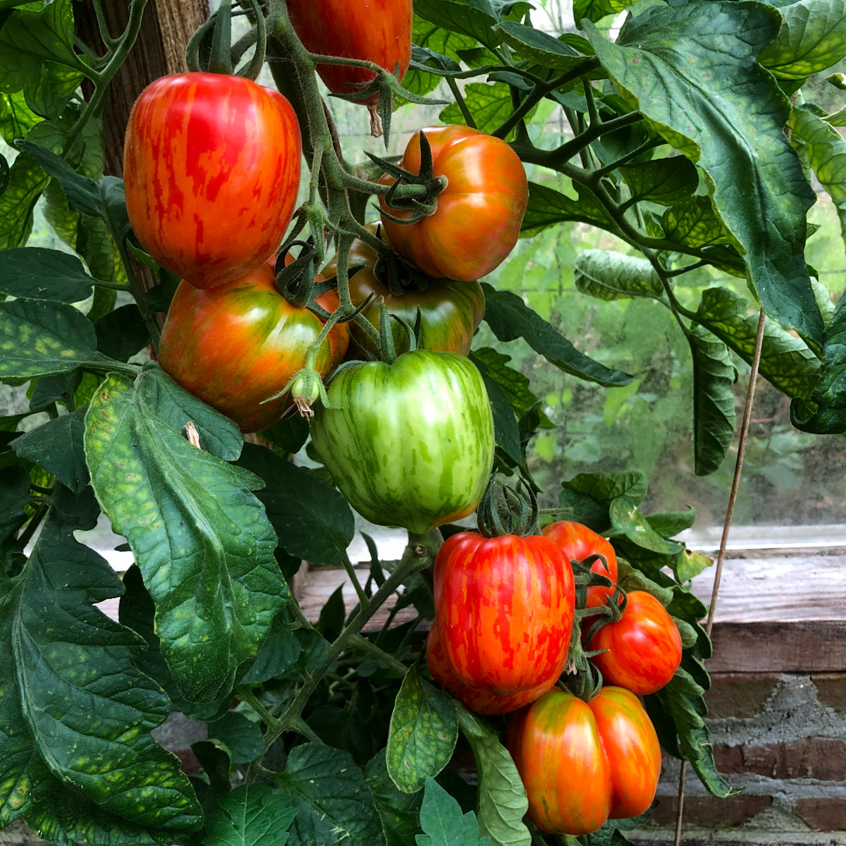 Striped stuffer tomatoes look nice, but weren't super successful this year