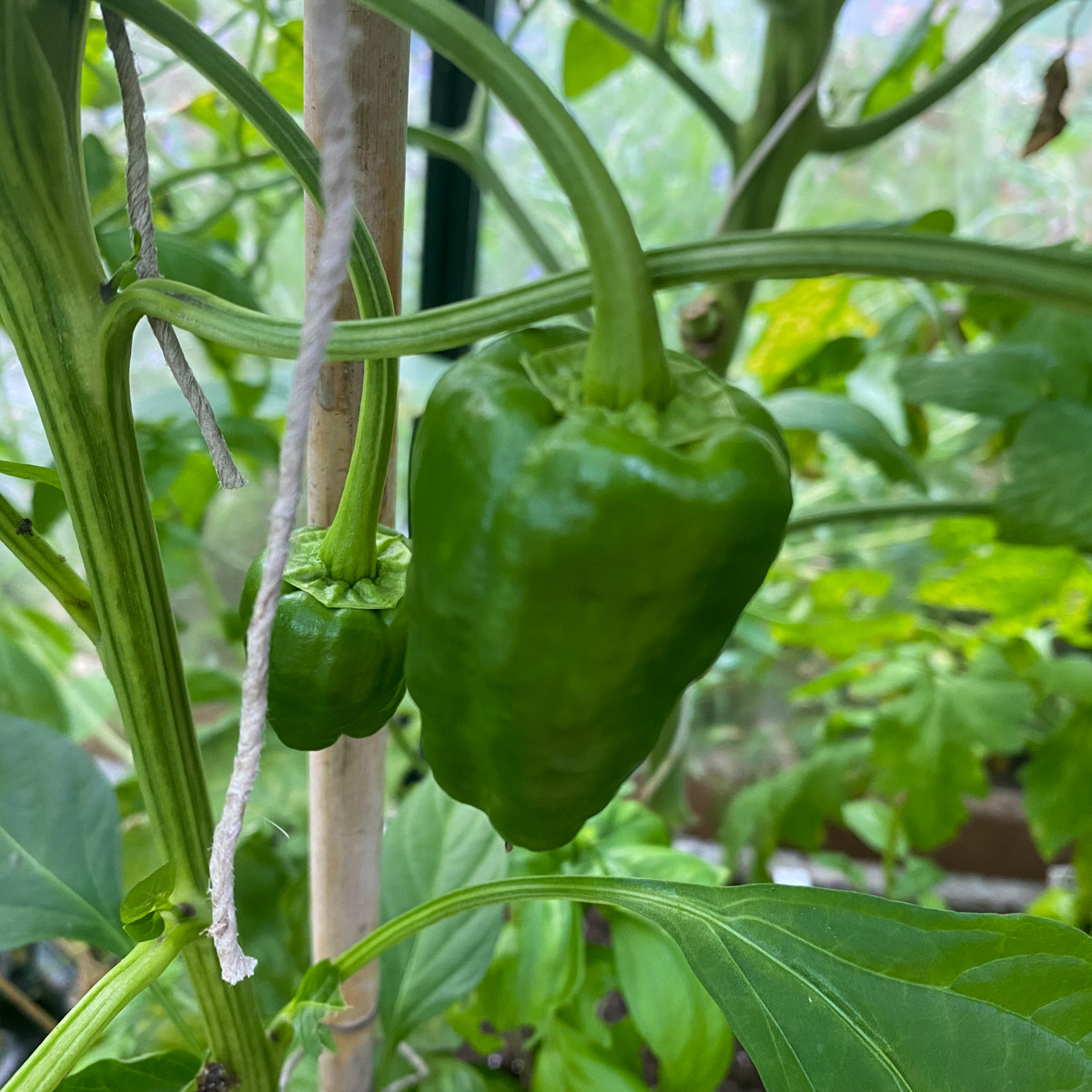 Peper Padron: tastes sharper than we would've liked