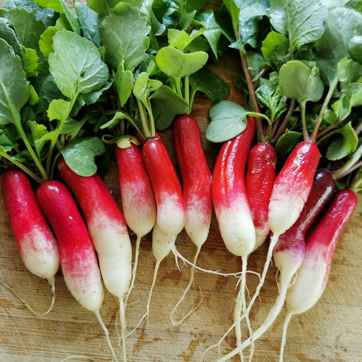 French breakfast radishes were a major hit and passed the test phase brilliantly.
