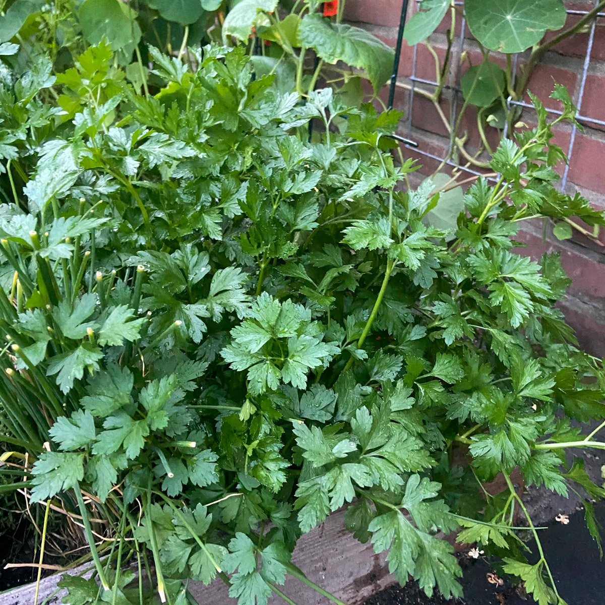 Flat-leaved parsley in a Planty Garden