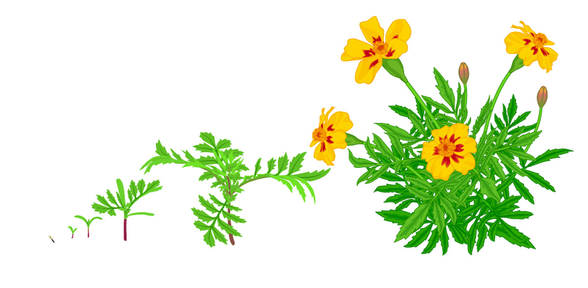 Illustration of our marigold in all its life stages.