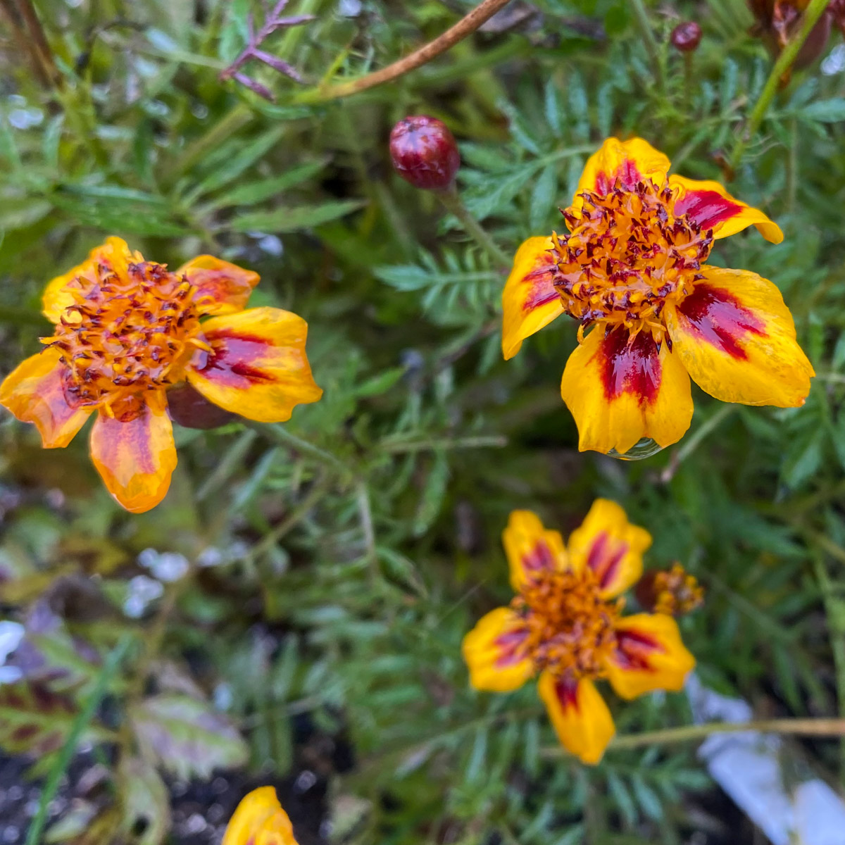 The last marigolds at the end of November