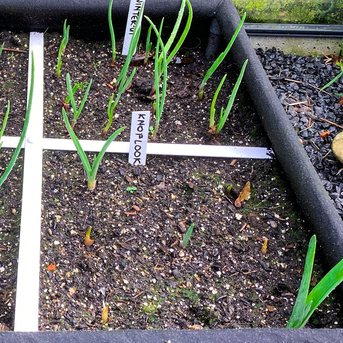Knoflook begin december: niet allemaal opgekomen