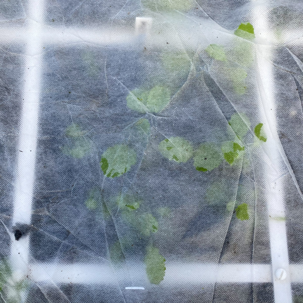 Zaailingen onder de beschermhoes voor een moestuinbak