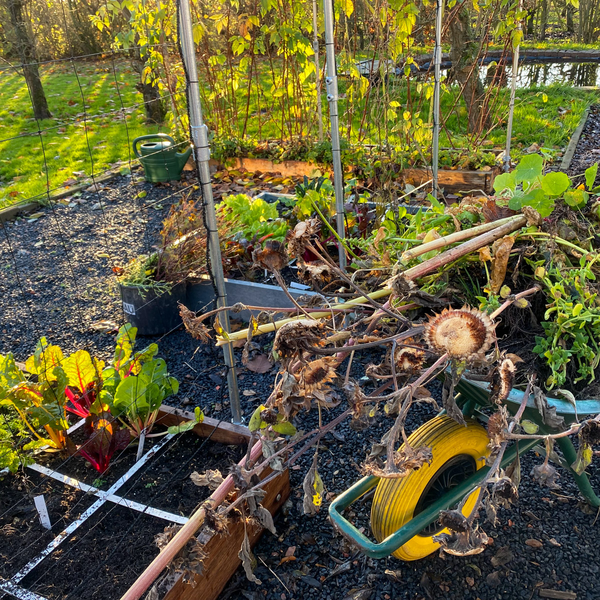 Tidying up the garden means getting rid of old plants and emptying your vegetable patches.