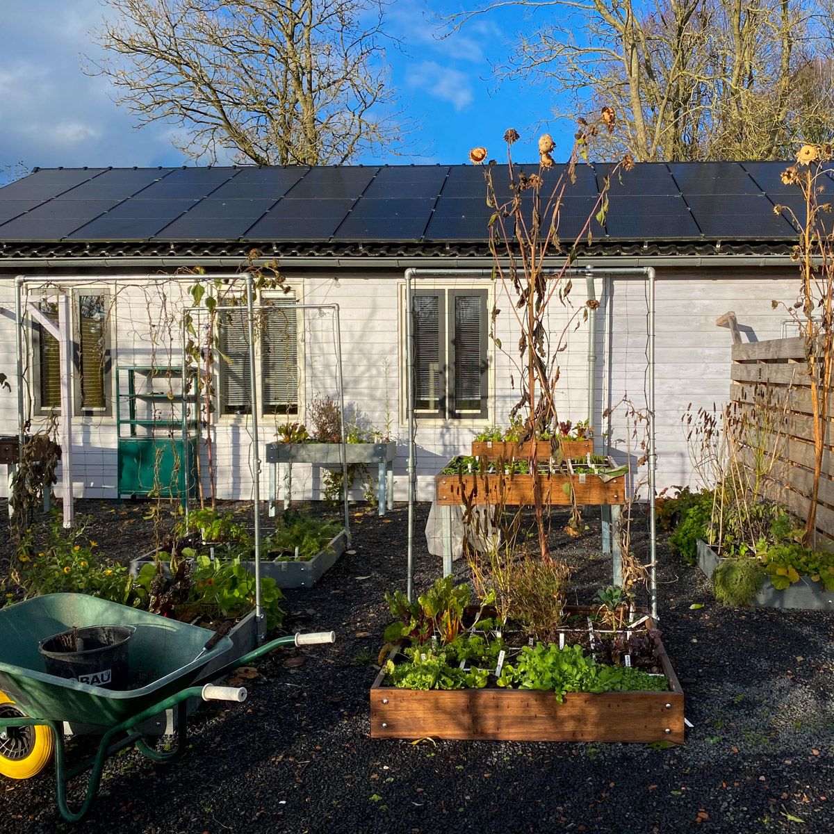 Our Planty Garden at the offices at end of November.