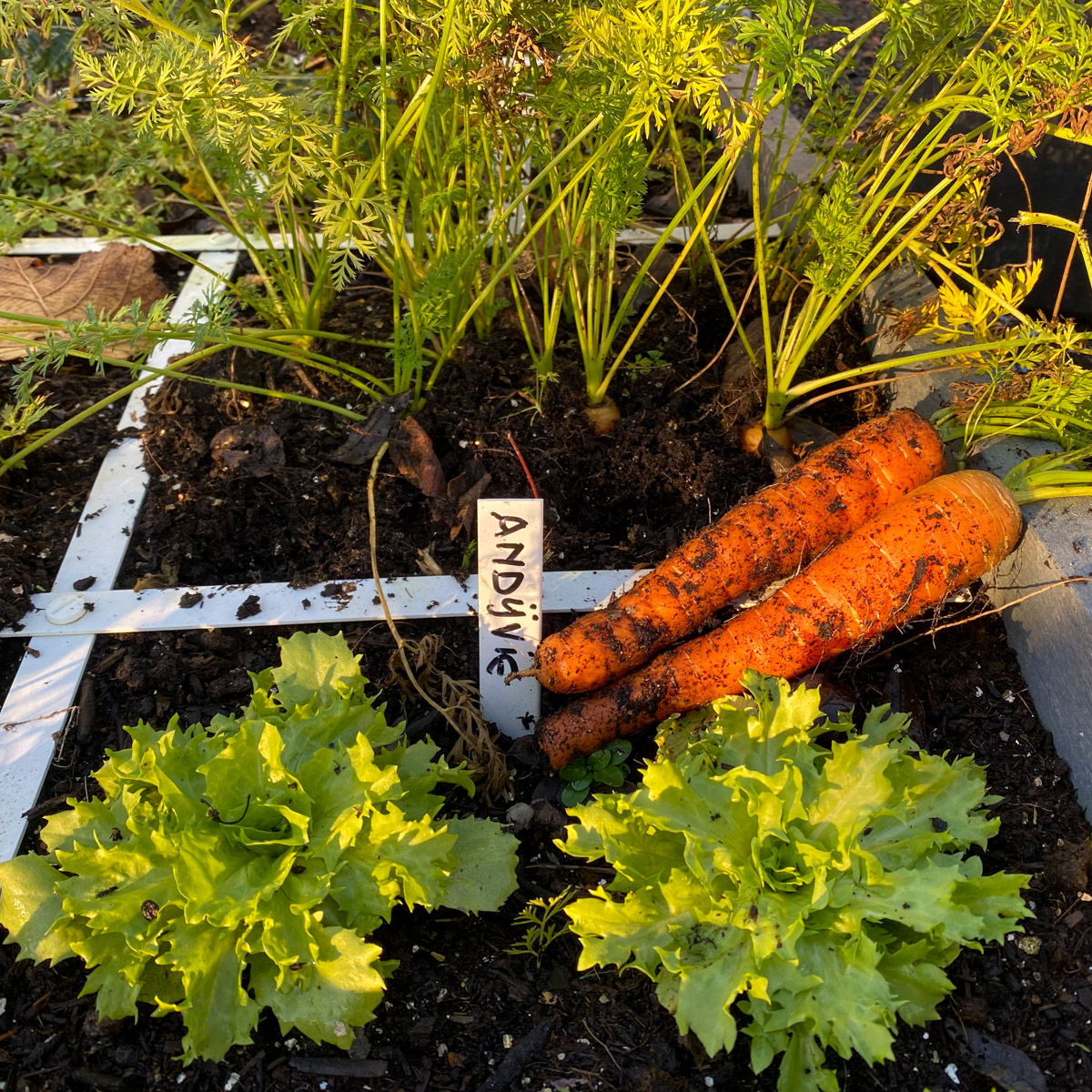 A few more carrots for Saint Nick's horse