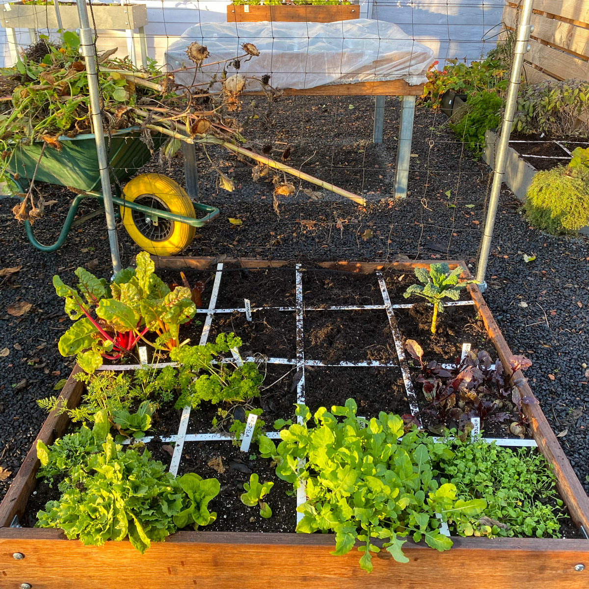 Haal begin december alles uit je moestuinbakken wat niet meer goed is
