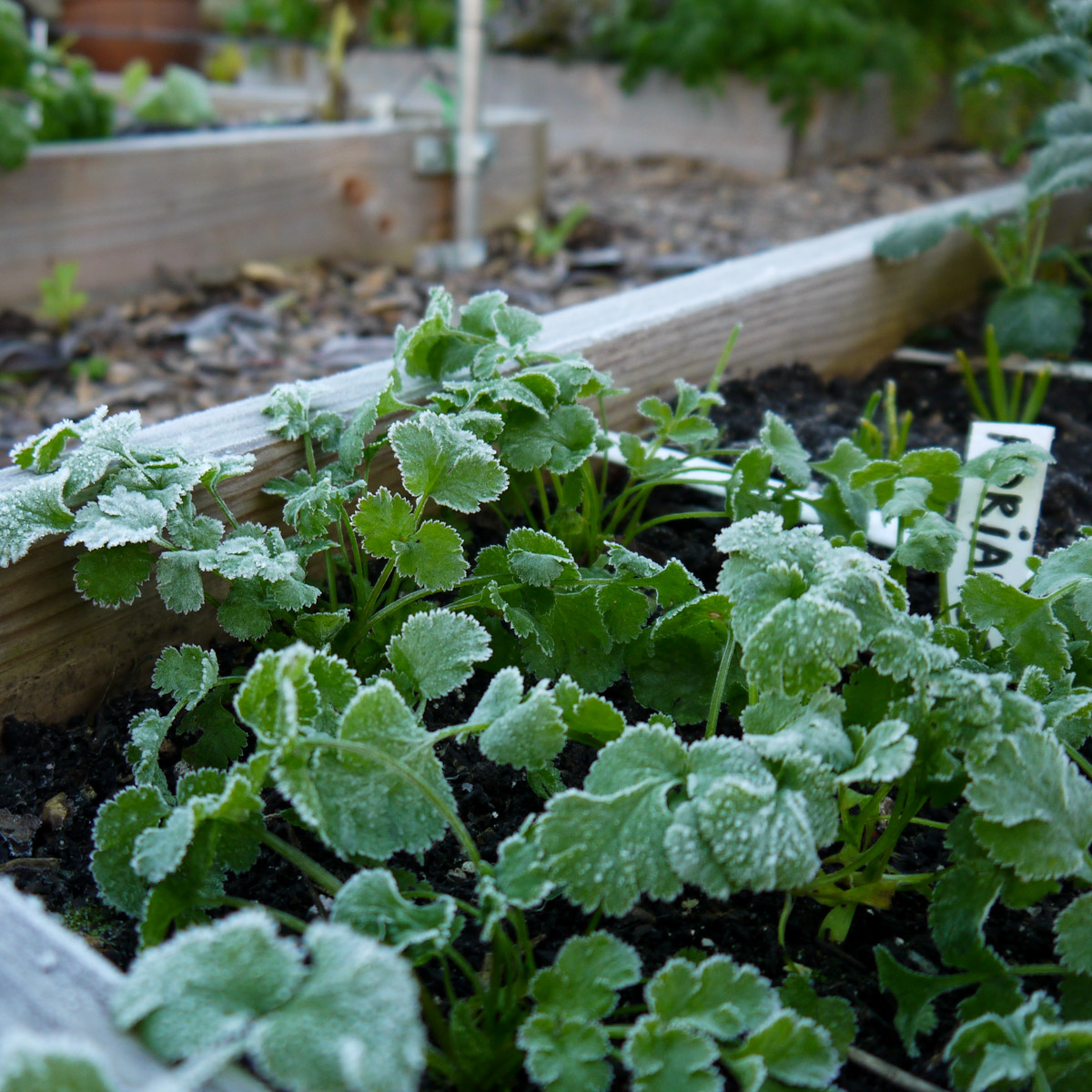 Begin december in de Makkelijke Moestuin: steeds meer kans op nachtvorst