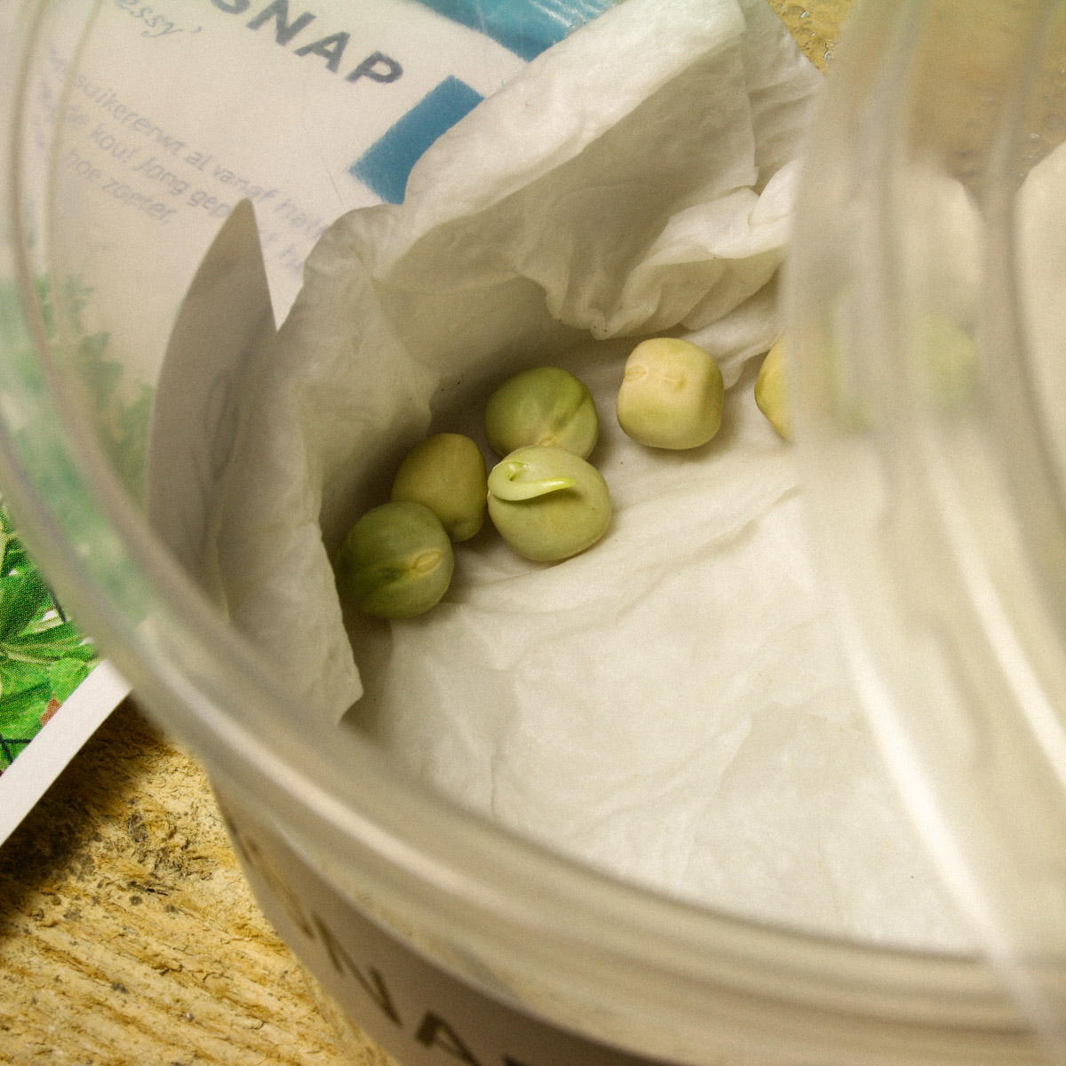 Voorgekiemde erwt van de sugarsnap Makkelijke Moestuin