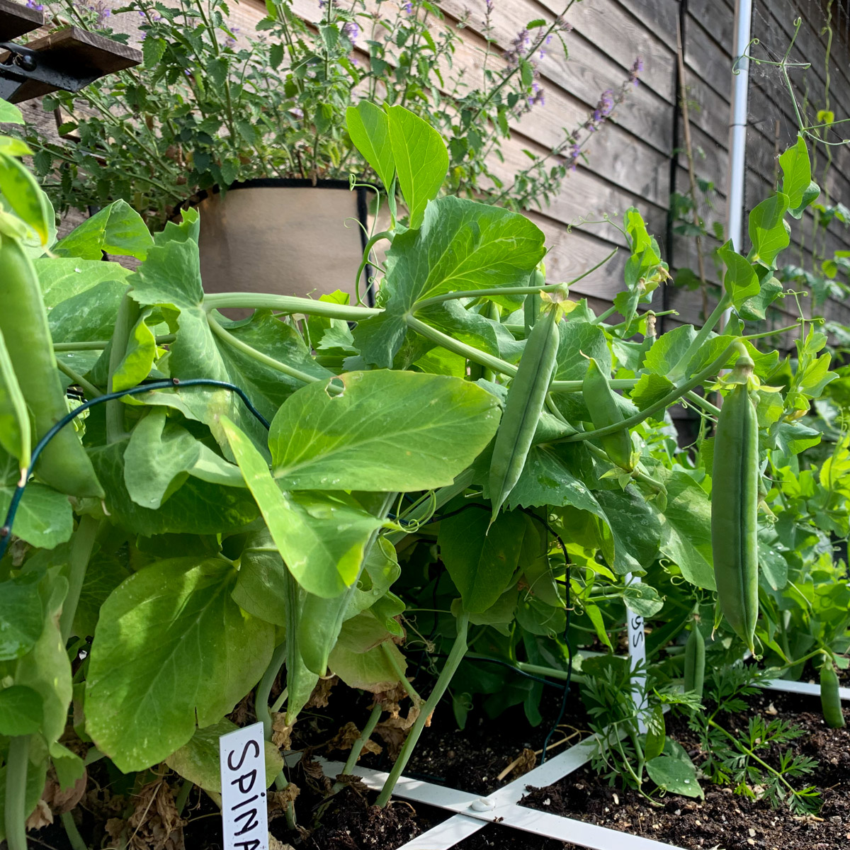 Oogstbare sugarsnaps in de Makkelijke Moestuin